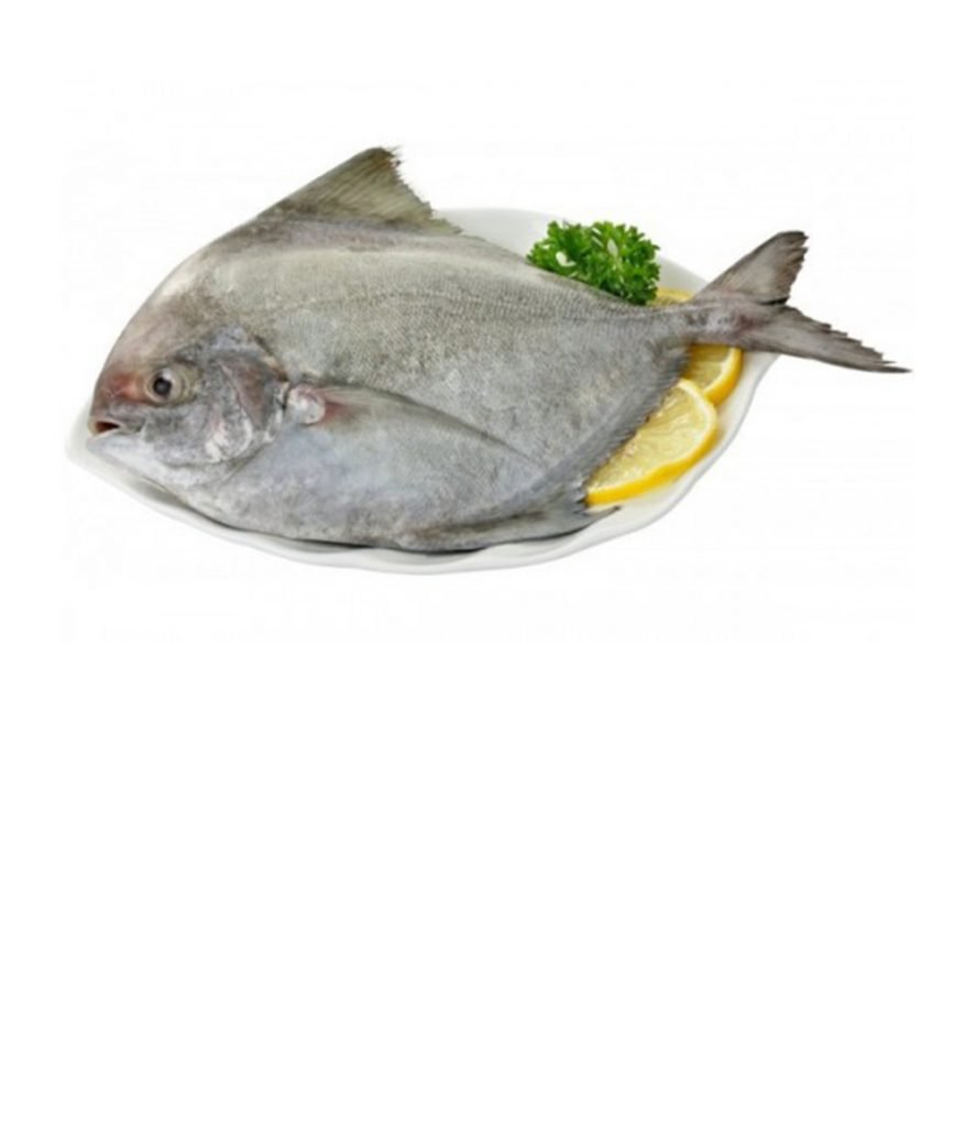 Buy Online Black Pomfret / Karutha Avoli / Halwa Fish Ahmedabad Fish