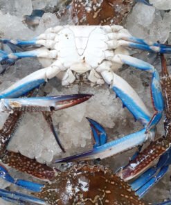 buy online fresh blue crab in ahmedabad